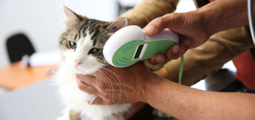 آیا شستشوی سگهای خانگی، برنامه زمانی و شیوه خاصی دارد؟